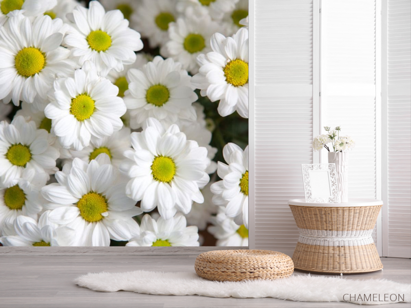 Фотошпалери Ромашки білі - 2