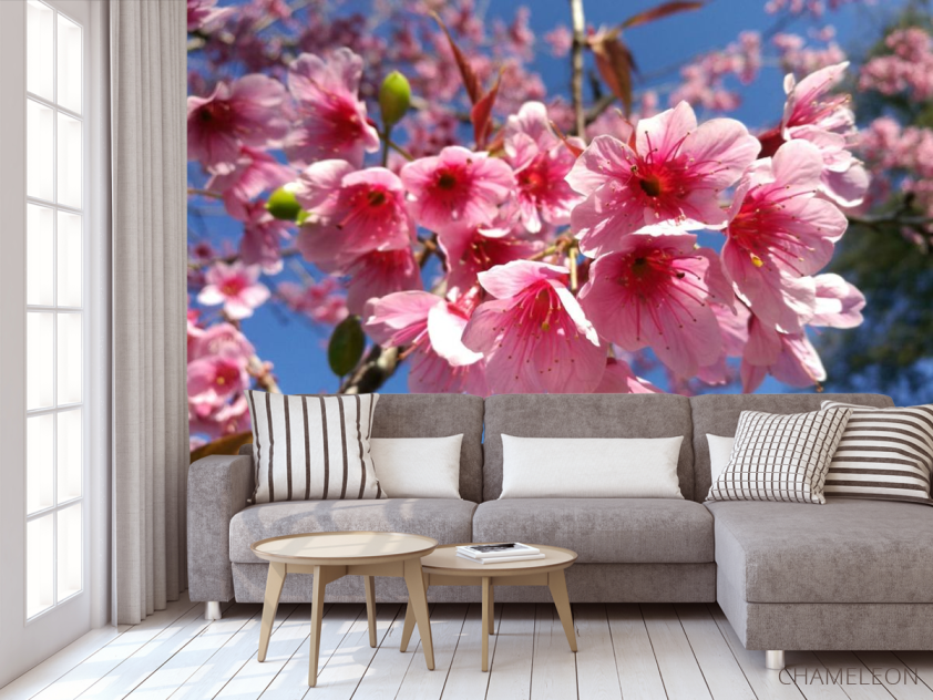 Фотообои сакура - 3