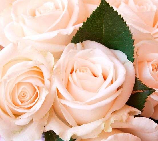 Фотообои Розы Фотообои Розы 20156