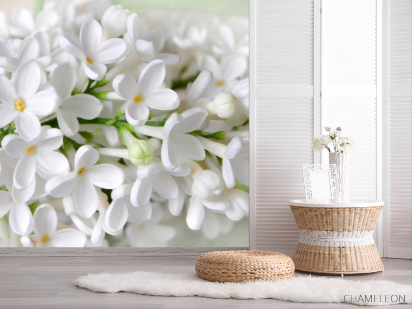Фотошпалери біла бузок - 2