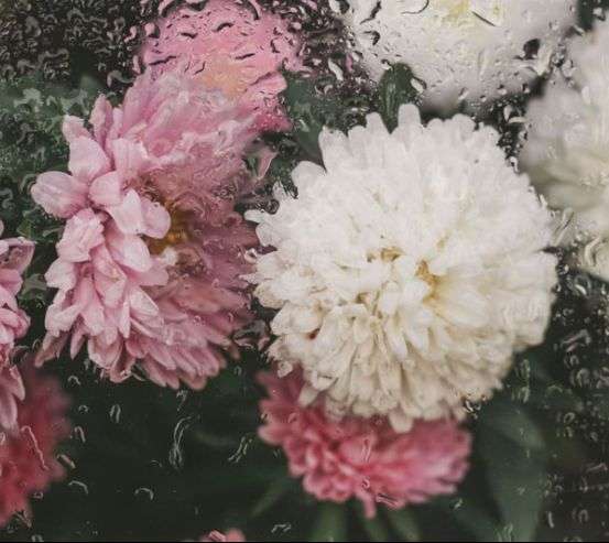 Фотошпалери Хризантеми з краплями дощу Фотошпалери Хризантеми з краплями дощу 33778