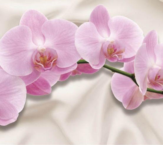 Фотообои орхидея 19910