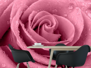 Фотошпалери Макро-зйомка троянди - 1