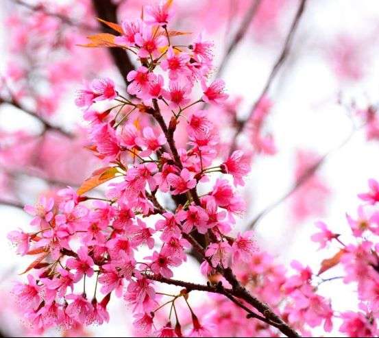 Фотообои Цветущее розовое дерево Фотообои Цветущее розовое дерево 3162