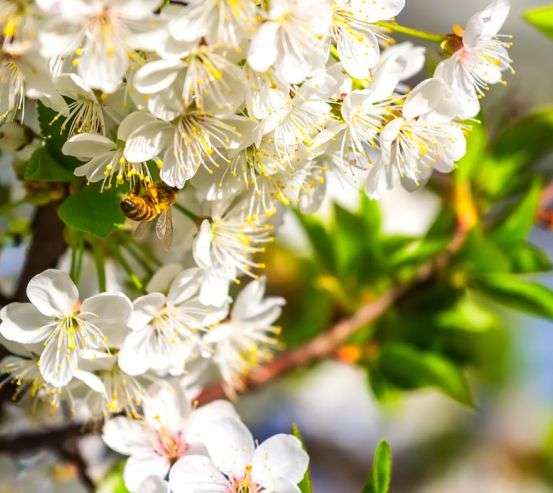 Фотообои пчела на цветочках Фотообои пчела на цветочках 21528