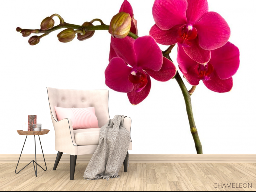 Фотообои Ветка бардовых орхидей - 4