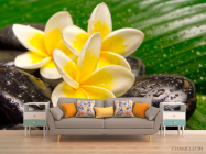 Фотообои Цветы, камни, роса - 1