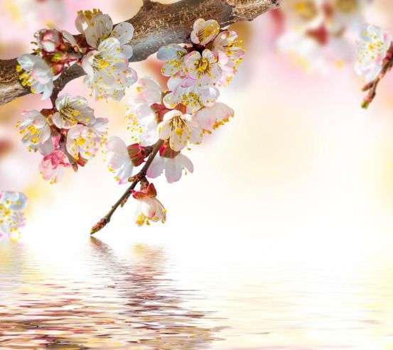 Фотообои Цветущее дерево 18650