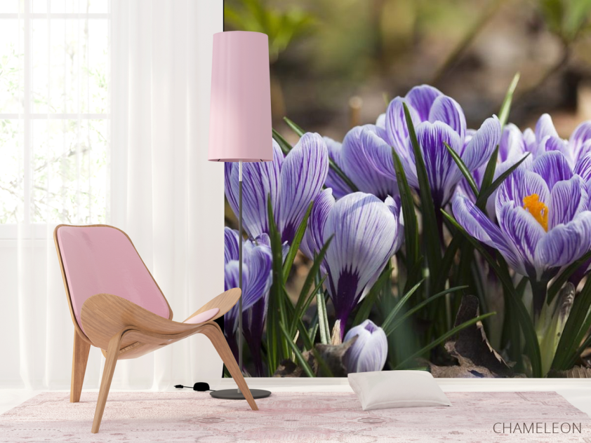 Фотошпалери Крокуси фіолетові - 4