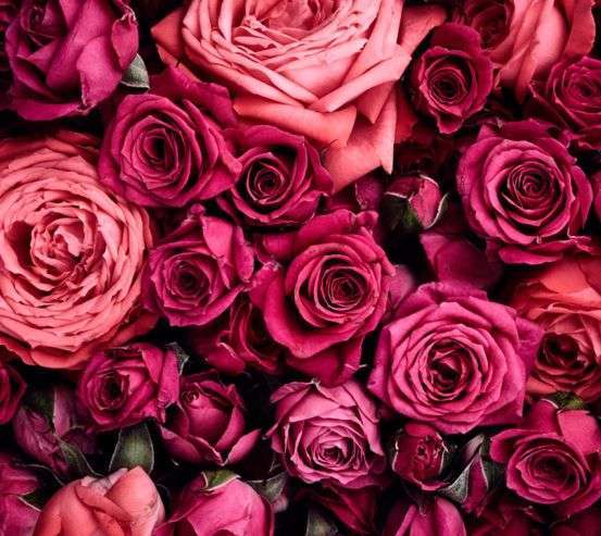 Фотообои Розы Фотообои Розы 20168