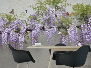 Фотошпалери Гліцинія - 1