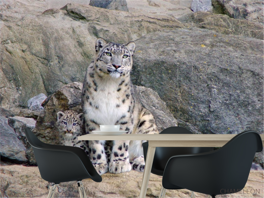 Фотошпалери Сім'я снігових барсів - 1