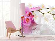 Фотошпалери Орхідеї рожеві і білі - 4