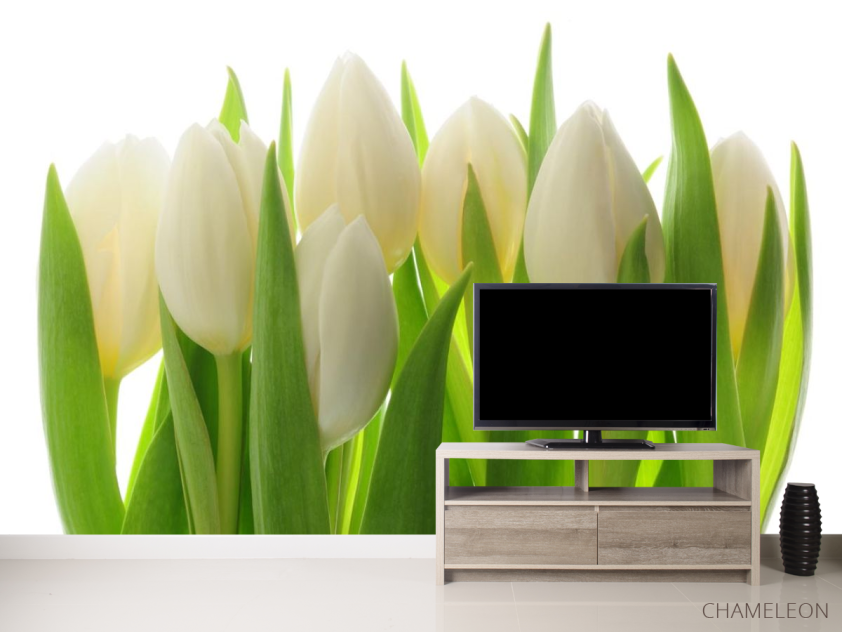 Фотообои белые тюльпаны - 2