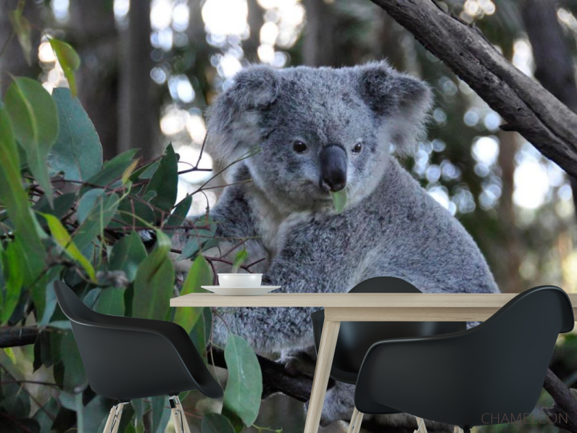 Фотошпалери Коала - 1