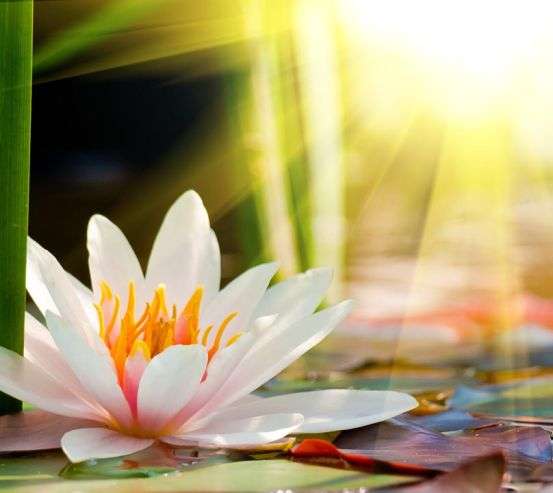 Фотообои белая водяная лилия Фотообои белая водяная лилия 20590