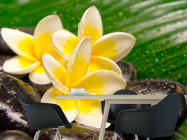 Фотошпалери Квіти, каміння, роса - 1