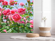 Фотошпалери кущі троянд - 2