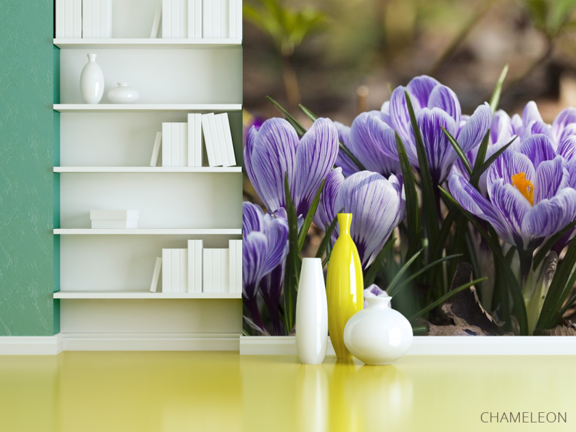 Фотошпалери Крокуси фіолетові - 3