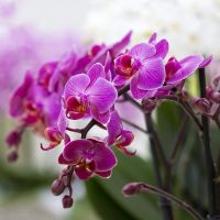 Фотошпалери Орхідеї