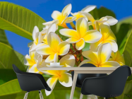 Фотошпалери Жовто-білі квіточки - 1