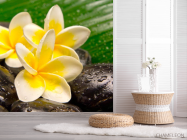 Фотошпалери Квіти, каміння, роса - 2