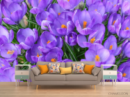 Фотообои Шафран весенний - 1