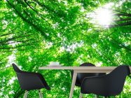 Фотошпалери Дерева, світло - 1