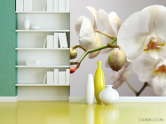 Фотошпалери Орхідея білосніжна - 3
