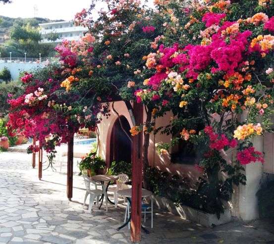 Фотообои цветочный дворик Фотообои цветочный дворик 21107