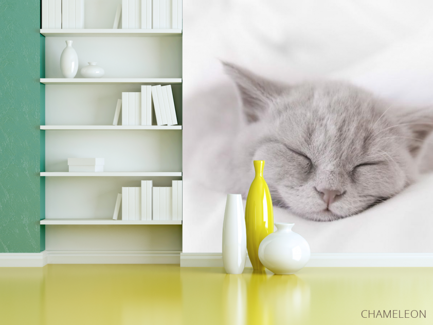 Фотошпалери сіре кошеня спить - 3