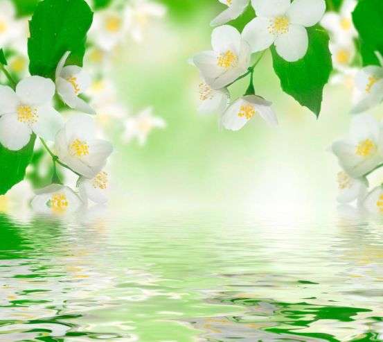 Фотообои Белые весенние цветочки Фотообои Белые весенние цветочки 10389