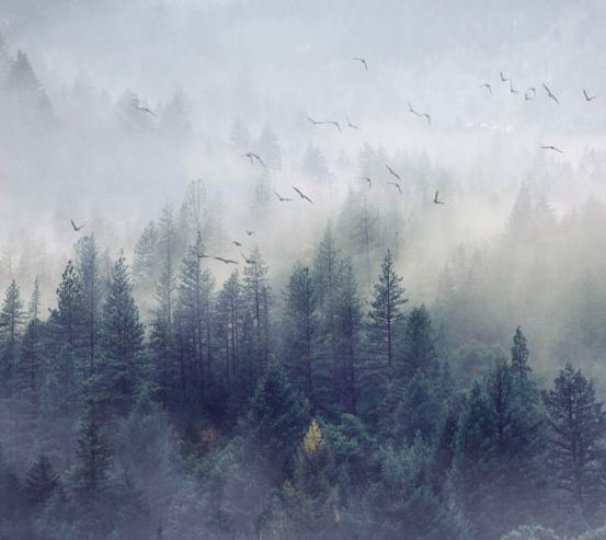 Фотошпалери Туманний ліс з птахами 28905