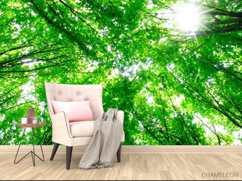 Фотообои Деревья, свет - 4