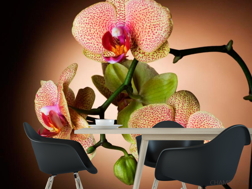 Фотообои Веточка кремовых орхидей - 1