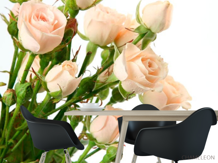 Фотошпалери Бежево-білі троянди - 1