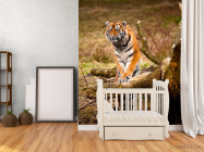 Фотообои Удивленный тигр - 2