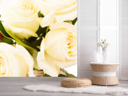 Фотошпалери 4 білих троянди - 2