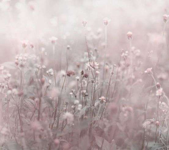 Фотошпалери польові квіти Фотошпалери польові квіти 29837