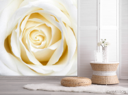 Фотошпалери Бежево-біла трояндочка - 2