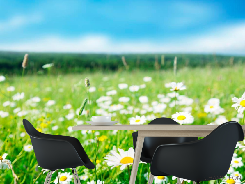 Фотошпалери Степові білосніжні ромашки - 1