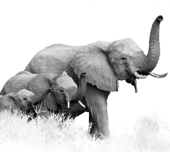 Фотошпалери сім'я слонів 21111