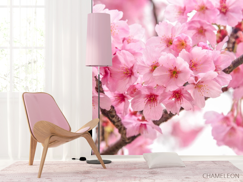 Фотошпалери дві гілки сакури - 4