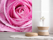 Фотошпалери Роса на розі - 2