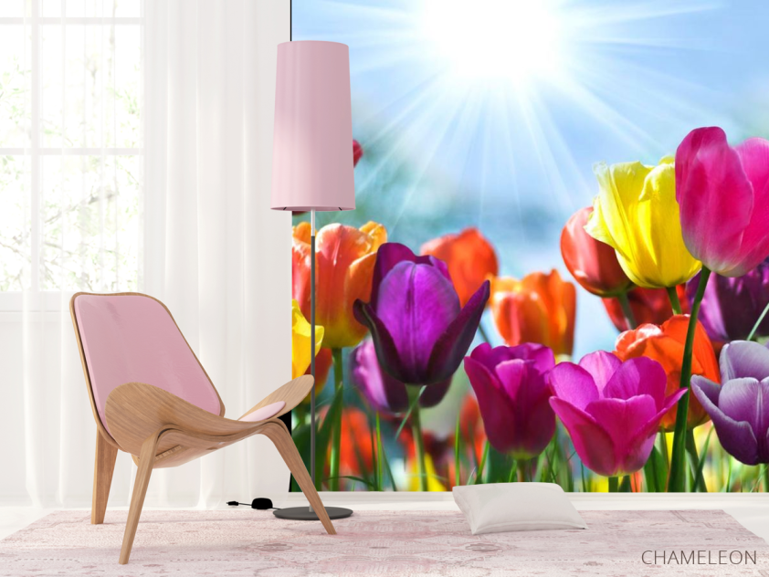 Фотошпалери Різнокольорові тюльпани - 4