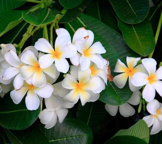 Фотообои Беленькие маленькие цветы Фотообои Беленькие маленькие цветы 11430