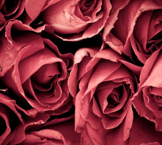 Фотообои Красные розы 12994