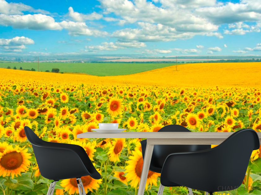 Фотошпалери Поле, засіяне соняшниками - 1