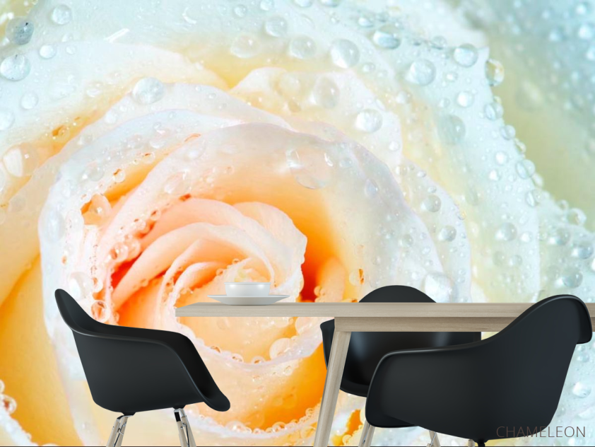 Фотошпалери Роза біло-бежева - 1