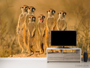 Фотообои Сурикаты - 2